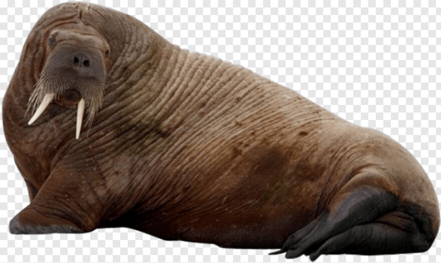 walrus # 592596